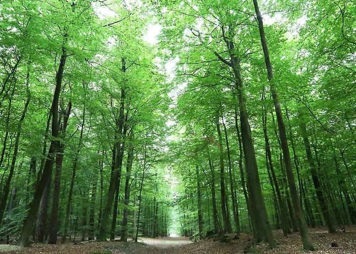 Апартаменты Stoeckel